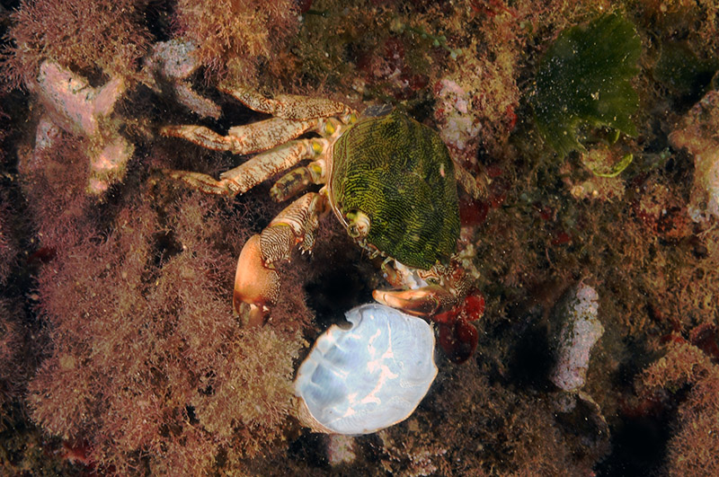 Pachygrapsus marmoratus cambia il carapace